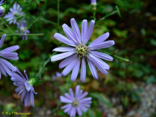 {Symphyotrichum phlogifolium}